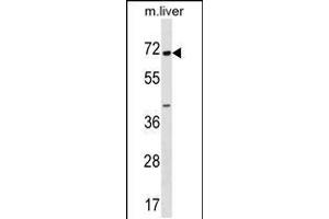 Western blot analysis in mouse liver tissue lysates (35ug/lane). (CPNE6 anticorps  (N-Term))