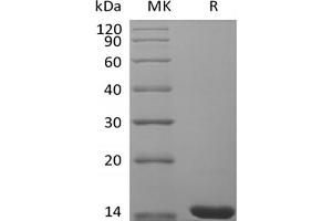 Western Blotting (WB) image for Fibroblast Growth Factor 4 (FGF4) protein (ABIN7320894) (FGF4 Protéine)