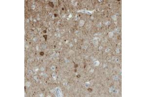 Immunohistochemical staining (Formalin-fixed paraffin-embedded sections) of human cerebral cortex with NECAB1 monoclonal antibody, clone CL0575  shows immunoreactivity in a subset of neuronal cells. (NECAB1 anticorps)