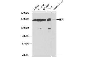 Western blot analysis of extracts of various cell lines using HIP1 Polyclonal Antibody at dilution of 1:1000. (HIP1 anticorps)