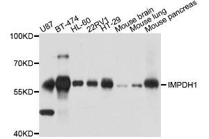 Western blot analysis of extracts of various cell lines, using IMPDH1 antibody. (IMPDH1 anticorps  (AA 434-563))