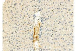 ABIN6262859 and ABIN6276807 at 1/100 staining Mouse liver tissue by IHC-P. (KNG1 anticorps  (N-Term))