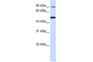 RHBDF1 antibody used at 1 ug/ml to detect target protein. (RHBDF1 anticorps)