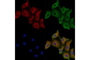 ABIN7094524 and ABIN7098573 staining Hela cells by IF/ICC. (Prolactin Receptor anticorps  (N-Term))