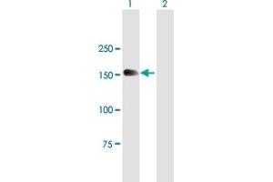 Western Blot analysis of MTMR4 expression in transfected 293T cell line by MTMR4 MaxPab polyclonal antibody. (MTMR4 anticorps  (AA 1-1195))