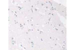 IHC-P analysis of Human Brain Tissue, with DAB staining. (Lamin B1 anticorps  (AA 52-233))