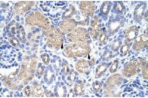 Immunohistochemical staining (Formalin-fixed paraffin-embedded sections) of human kidney with EIF3G polyclonal antibody  at 4-8 ug/mL working concentration. (EIF3G anticorps  (N-Term))
