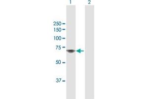 Western Blot analysis of TAF1B expression in transfected 293T cell line by TAF1B MaxPab polyclonal antibody.