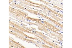 Immunohistochemistry analysis of paraffin-embedded mouse tongue using,TMP1 (ABIN7076030) at dilution of 1: 1600