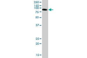 PTPNS1 MaxPab polyclonal antibody.