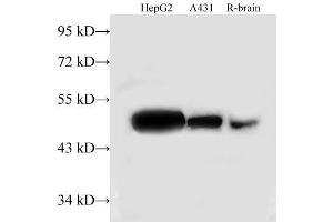 Western Blot analysis of HepG2, A431 cells and Rat brain using TUFM Polyclonal Antibody at dilution of 1:500 (TUFM anticorps)