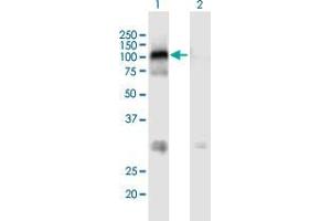 Western Blot analysis of MAST2 expression in transfected 293T cell line by MAST2 MaxPab polyclonal antibody. (MAST2 anticorps  (AA 1-792))