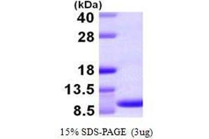 Chemokine (C-C Motif) Ligand 15 (CCL15) (AA 22-113) peptide