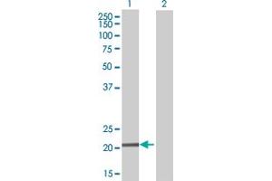 Western Blot analysis of DR1 expression in transfected 293T cell line by DR1 MaxPab polyclonal antibody.