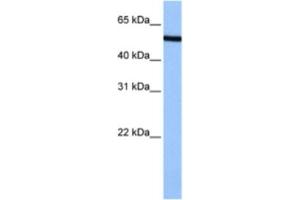 Western Blotting (WB) image for anti-Nucleoporin 50kDa (NUP50) antibody (ABIN2463505) (NUP50 anticorps)