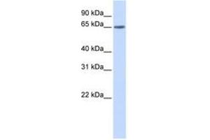 Image no. 1 for anti-YTH Domain Family, Member 3 (YTHDF3) (AA 108-157) antibody (ABIN6743846) (YTHDF3 anticorps  (AA 108-157))