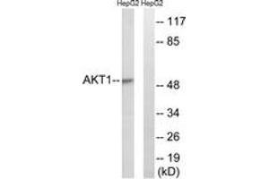 Western blot analysis of extracts from HepG2 cells, treated with Serum 30% 30', using Akt (Ab-129) Antibody. (AKT1 anticorps  (AA 95-144))