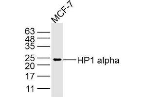 MCF-7 lysates probed with HP1 alpha Polyclonal Antibody, Unconjugated  at 1:300 dilution and 4˚C overnight incubation. (CBX5 anticorps)