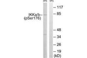 Western blot analysis of extracts from NIH-3T3 cells treated with TNF 20ng/ml 30', using IKK-alpha (Phospho-Ser176) /IKK-beta (Phospho-Ser177) Antibody. (IKK alpha anticorps  (pSer176))