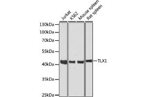 Western blot analysis of extracts of various cell lines, using TLX1 antibody. (TLX1 anticorps)