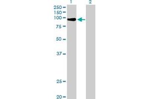 Western Blot analysis of MZF1 expression in transfected 293T cell line by MZF1 MaxPab polyclonal antibody. (MZF1 anticorps  (AA 1-734))