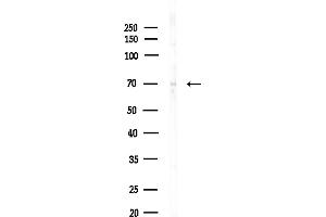 Western blot analysis of lysates from Mouse testis, using MTM1 Antibody at 1/1000 dilution.