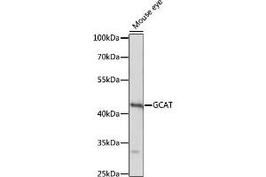 Western blot analysis of extracts of mouse eye, using GCAT antibody (ABIN7267461) at 1:1000 dilution. (GCAT anticorps  (AA 170-419))