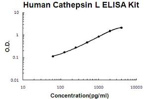Human Cathepsin L Accusignal ELISA Kit Human Cathepsin L AccuSignal ELISA Kit standard curve. (Cathepsin L Kit ELISA)