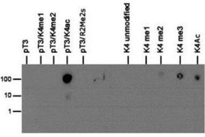 Dot Blot of Rabbit Histone H3 [p Thr3, ac Lys4] Antibody. (Histone 3 anticorps  (H3K4ac, pThr3))