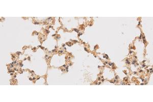Immunohistochemistry of paraffin-embedded Rat lung using SF3A3 Polyclonal Antibody at dilution of 1:50 (SF3A3 anticorps)