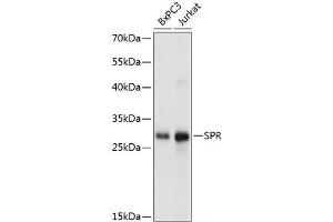 Western blot analysis of extracts of various cell lines using SPR Polyclonal Antibody at dilution of 1:1000. (SPR anticorps)