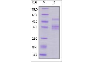 Biotinylated Human TACI, Fc,Avitag on  under reducing (R) condition.