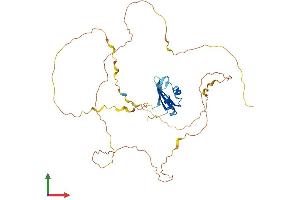AlphaFold protein structure predicition of Mouse Recombinant Rbmxl1 Protein, UniprotID Q91VM5