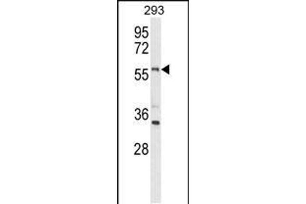LMBR1L antibody  (C-Term)