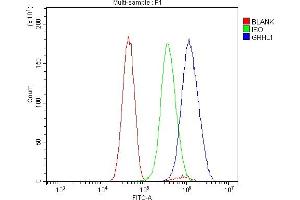 Flow Cytometry analysis of U251 cells using anti-Grainyhead-like protein 1/GRHL1 antibody (ABIN7599498). (GRHL1 anticorps  (AA 1-618))