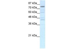 Human HepG2 (EOMES anticorps  (N-Term))