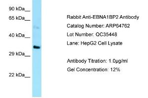 Western Blotting (WB) image for anti-EBNA1 Binding Protein 2 (EBNA1BP2) (C-Term) antibody (ABIN2789957) (EBNA1BP2 anticorps  (C-Term))
