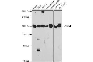 Western blot analysis of extracts of various cell lines, using G1 antibody (ABIN7265446) at 1:1000 dilution.