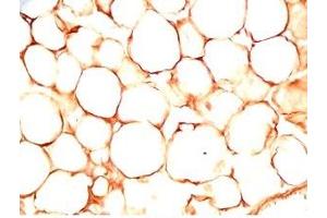 Rat visceral fat tissue was stained by Rabbit Anti-sFRP-2 (25-50) (Human) Antiserum (SFRP2 anticorps  (AA 25-50))