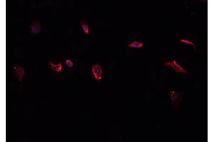 ABIN6276814 staining HepG2?