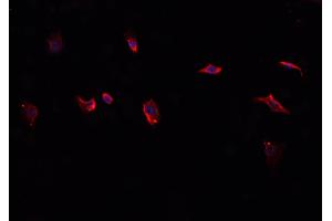 ABIN6276814 staining HepG2? (CD38 anticorps  (Internal Region))