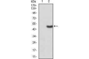 Western blot analysis using ERCC1 mAb against HEK293 (1) and ERCC1 (AA: 151-297)-hIgGFc transfected HEK293 (2) cell lysate. (ERCC1 anticorps  (AA 151-297))