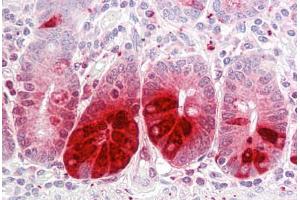 Anti-REG3A antibody IHC staining of human small intestine. (REG3A anticorps  (AA 1-50))