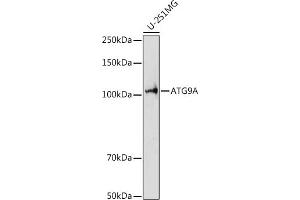 Western blot analysis of extracts of U-251MG cells, using A antibody (ABIN7265712) at 1:1000 dilution. (ATG9A anticorps  (AA 180-290))