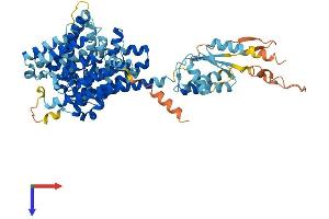 AlphaFold protein structure predicition of Human Recombinant SLC26A7 Protein, UniprotID Q8TE54