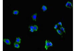 Immunofluorescent analysis of HepG2 cells using ABIN7161705 at dilution of 1:100 and Alexa Fluor 488-congugated AffiniPure Goat Anti-Rabbit IgG(H+L) (NCMAP anticorps  (AA 54-102))