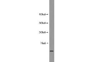 Western Blotting (WB) image for Amyloid beta 1-42 (Abeta 1-42) ELISA Kit (ABIN1118192) (Abeta 1-42 Kit ELISA)