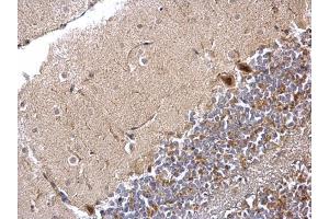 IHC-P Image PPP1CB antibody detects PPP1CB protein at nucleus and cytosol on mouse hind brain by immunohistochemical analysis.