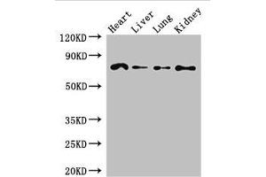 Western Blot Positive WB detected in: Mouse heart tissue, Mouse liver tissue, Mouse lung tissue, Mouse kidney tissue All lanes: FZD8 antibody at 2. (FZD8 anticorps  (AA 55-233))