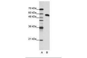 Image no. 1 for anti-Non-POU Domain Containing, Octamer-Binding (NONO) (N-Term) antibody (ABIN202609) (NONO anticorps  (N-Term))